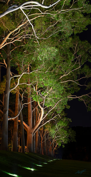 Kings Park White Gum Light Show | Shaun Jones