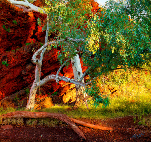 Water Hole Pilbara Western Australia (7289) – Shaun Jones